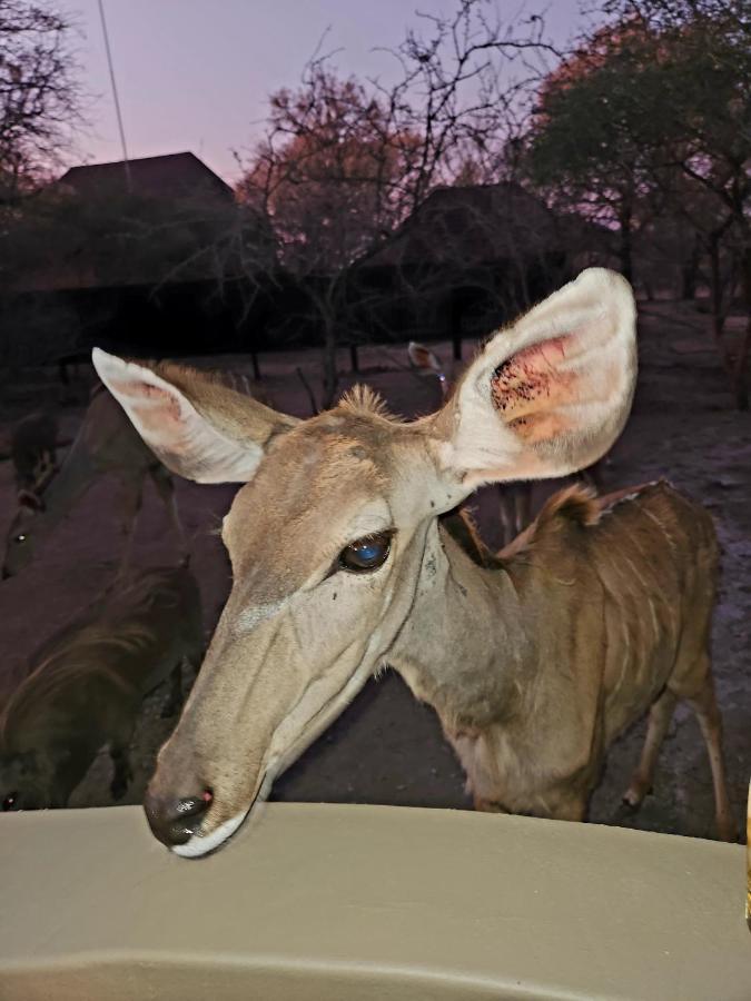 말로스 파크 Kudus Crest Bush Retreat 아파트 외부 사진